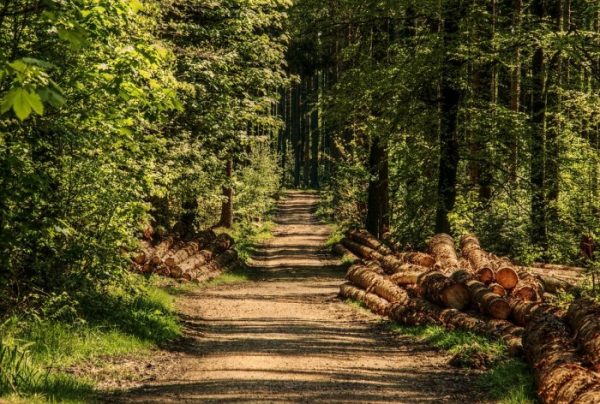 Deset pravidel, která by měli návštěvníci lesů v zájmu vlastní bezpečnosti dodržovat