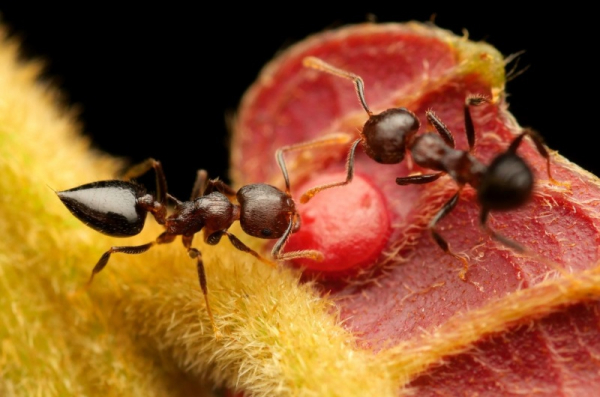 Mezinárodní tým vědců z šesti zemí zkoumal chutě mravenců